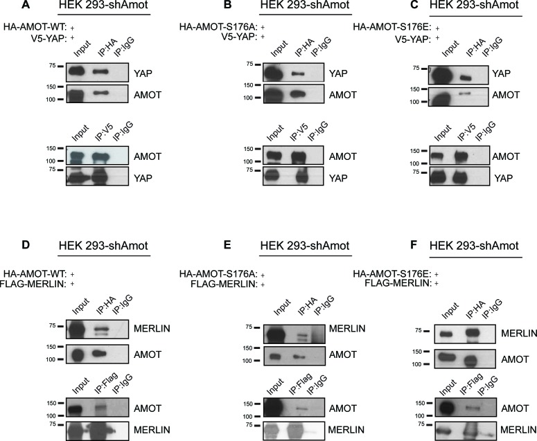 Figure 3—figure supplement 2.