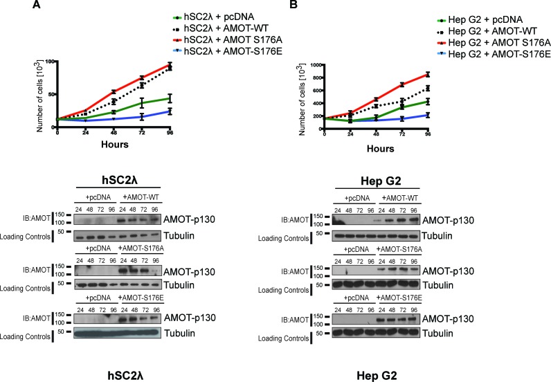 Figure 6—figure supplement 1.