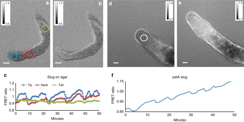 Fig. 8