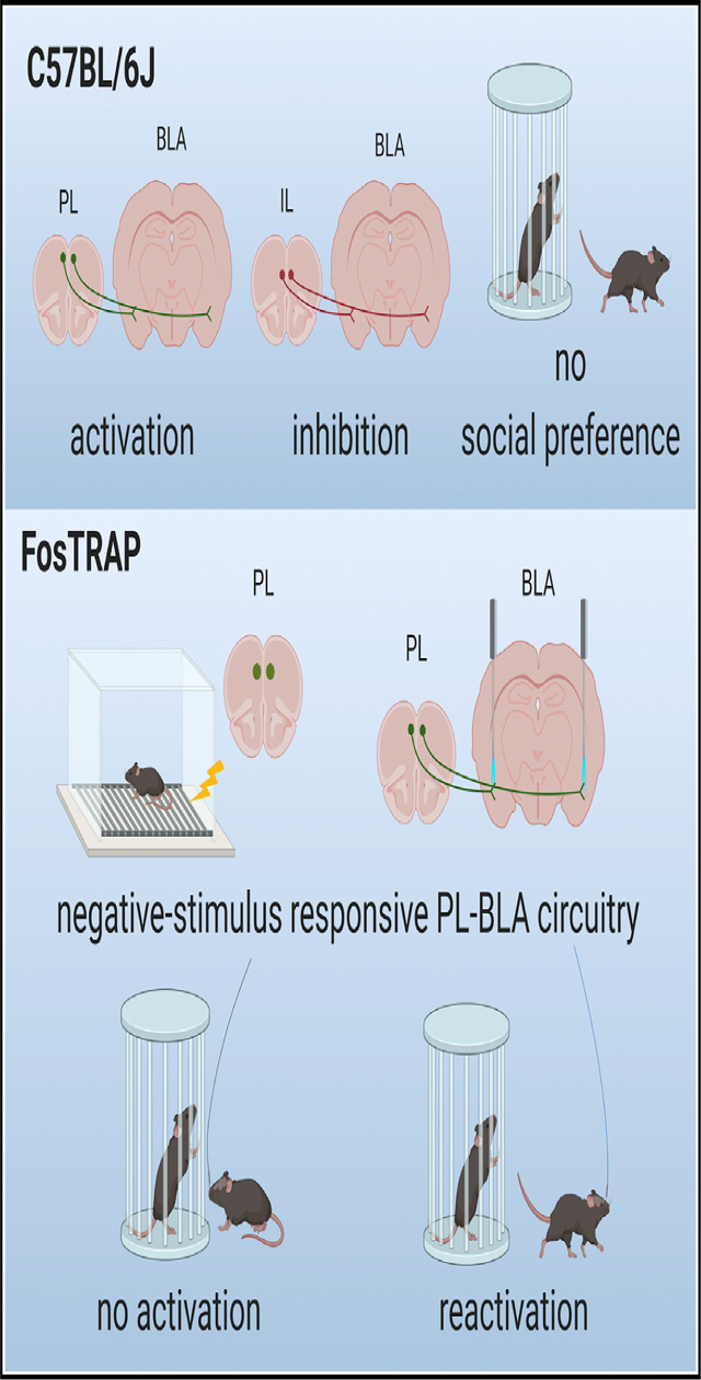 graphic file with name nihms-1612495-f0001.jpg