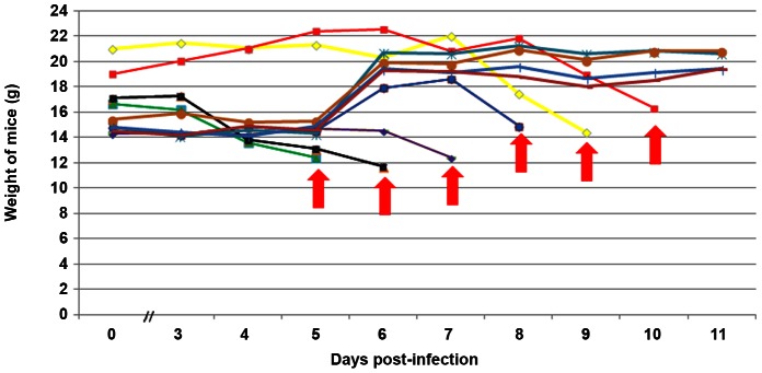 Figure 6