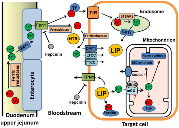 Figure 1