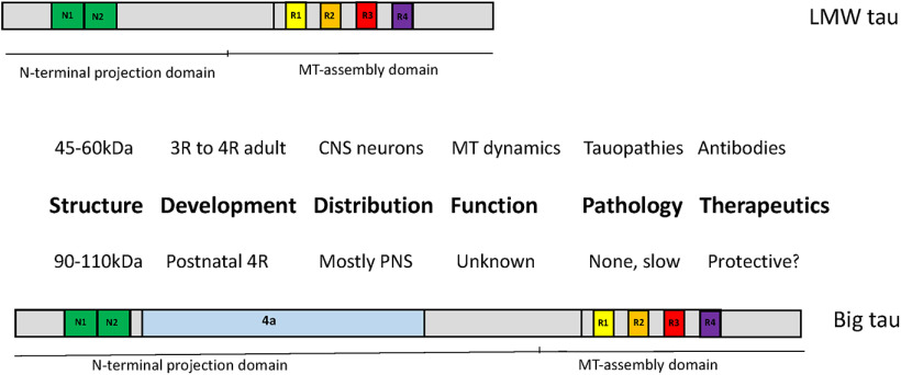 graphic file with name ENEURO.0052-23.2023_f001.jpg