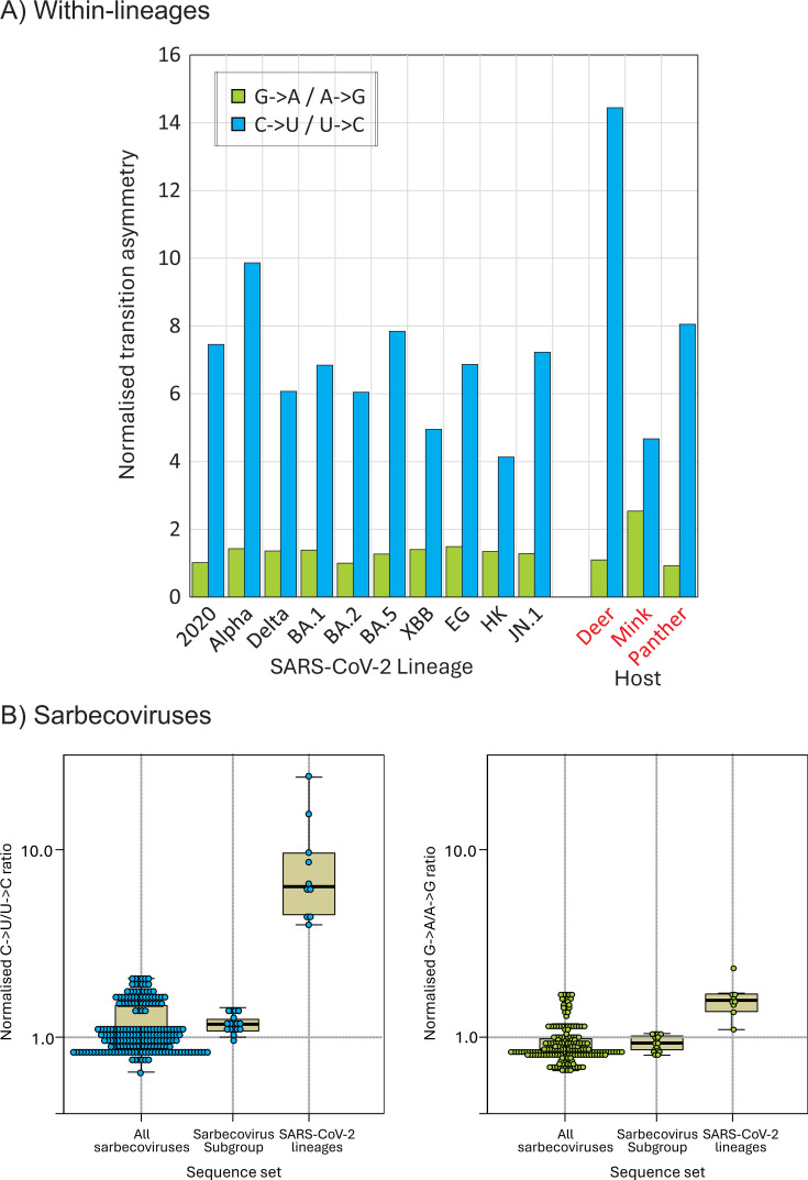 Chart depicts normalized transition asymmetry across SARS-CoV-2 lineages and different hosts. Box plots compare the ratios across all sarbecoviruses, subgroups, and lineages.