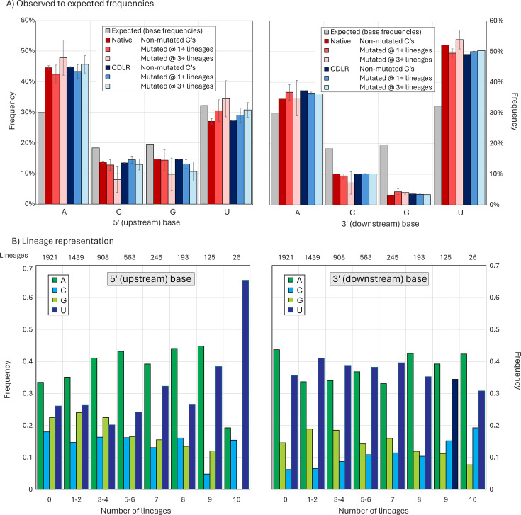 Two sets of bar charts. Top row compares observed frequencies of nucleotides A, C, G, and U to expected frequencies across upstream and downstream bases. Bottom row depicts lineage representation of these nucleotides across varying numbers of lineages.