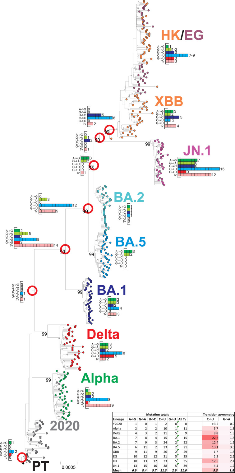 Phylogenetic tree depicts evolution of different SARS-CoV-2 variants (e.g., Alpha, Delta, BA.1, BA.5, XBB) over time, itemising mutations on each lineage associated with the diversification of variant lineages from 2020 to 2024.