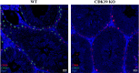 Figure 2—figure supplement 2.