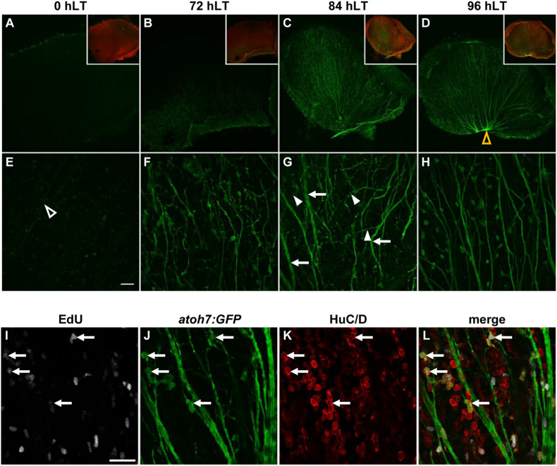 FIGURE 3