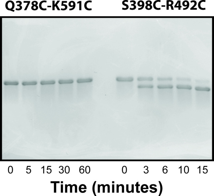 Figure 7—figure supplement 2.