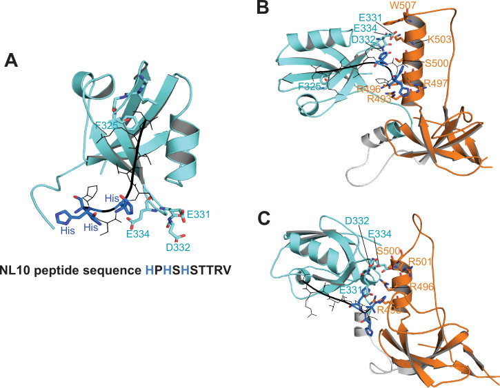 Figure 10—figure supplement 1.