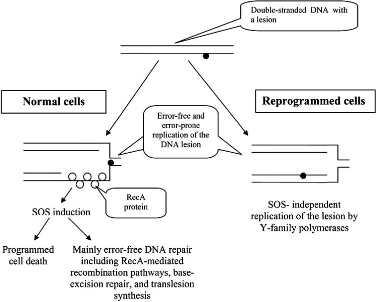 Fig. (2)