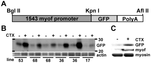 Fig. 5.