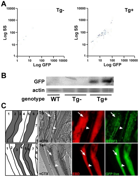 Fig. 6.