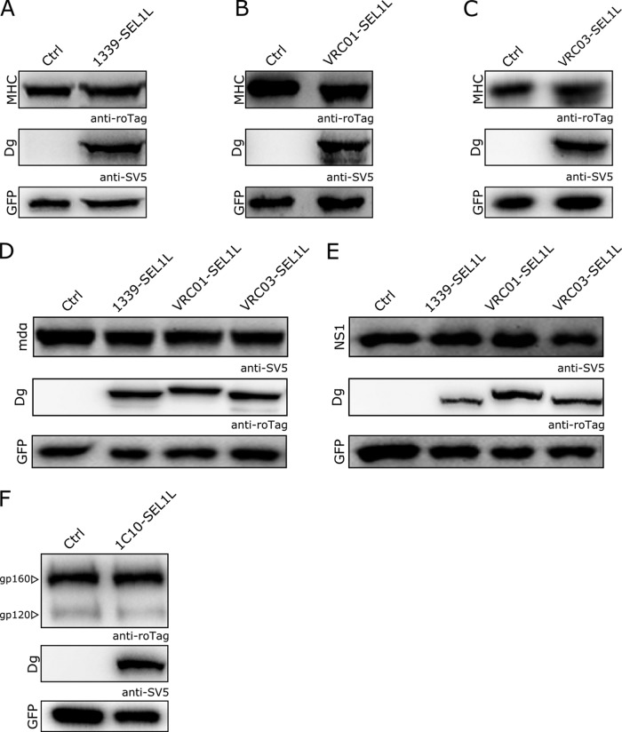 FIG 2