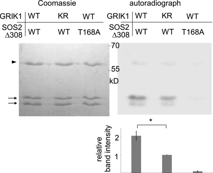 Figure 5