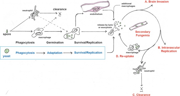 FIG 6