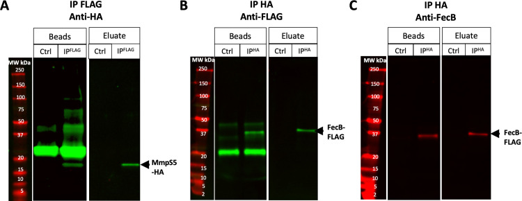 Fig 6