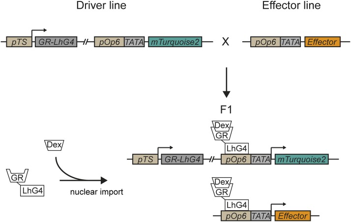 Figure 1.