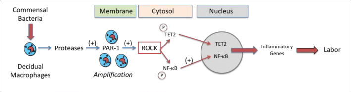 Fig. 12