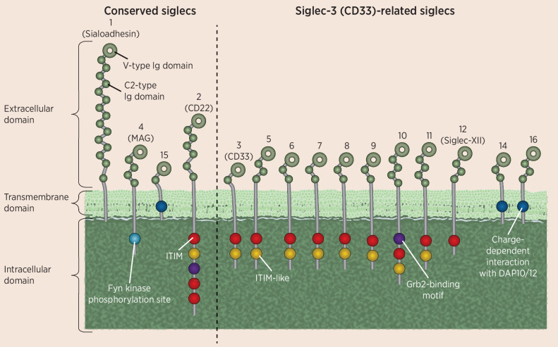 Figure 2. Illustration of the structure and diversity of Siglecs. There are two main groups of Siglecs, those which are highly conserved, as shown on the left, and a more diverse group of CD33-related Siglecs, as shown on the right. All Siglecs have an extracellular V-type Ig domain and at least one C2-type Ig domain. Many Siglecs also contain at least one cytoplasmic ITIM domain, involved in immunosuppressive signaling.