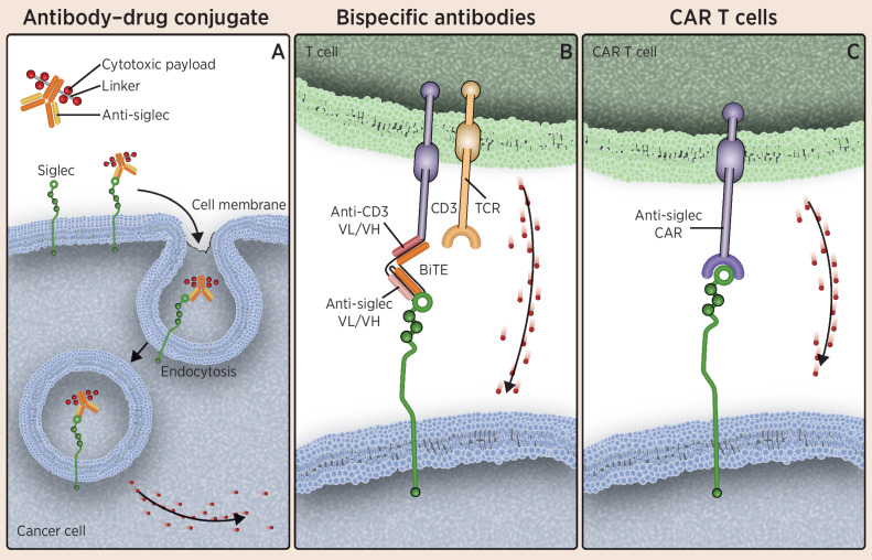 Figure 3. Therapies targeting Siglecs on malignant myeloid and lymphoid cells. A illustrates ADCs composed of an anti-Siglec conjugated to a cytotoxic small-molecule payload. The antibody portion of the drug targets Siglecs, which are displayed on the surface of cancer cells, leading to internalization of the antibody and the drug and subsequent release of the cytotoxic payload within the cancer cell. B depicts the use of anti-Siglec BiTEs to link cytotoxic T cells to cancer cells, resulting in destruction of the cancer cell. As shown in C, CAR T-cell therapies have been developed that target Siglecs displayed on the surface of cancer cells, leading to cytotoxicity in those cells. Cytotoxic granules are depicted as red dots. TCR, T-cell receptor; VH, variable heavy chain; VL, variable light chain.