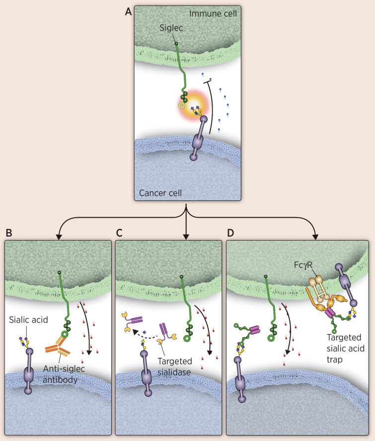 Figure 4. Therapies targeting Siglecs as immune modulators. To overcome immune evasion mechanisms of cancer cells, several approaches are being evaluated, including Siglec-blocking antibodies, targeted sialidases, and targeted sialic acid traps. A illustrates an interaction between an inhibitory Siglec on an immune cell and a sialylated glycan on a cancer cell, leading to immunosuppression. B illustrates an anti-Siglec binding to a Siglec to block binding, thus preventing their ability to suppress an immune response. C shows a sialidase conjugated to an antibody that targets it to cancer cells. Once bound, it desialylates the ligand, preventing immune suppression from Siglec–sialic acid interactions. D depicts a Siglec-Fc fusion that functions as a sialic acid trap. The Fc portion allows localization to immune cells, whereas the Siglec portion can bind sialic acid on tumor or immune cells, blocking inhibitory immune signaling. Cytotoxic granules are depicted as red dots.