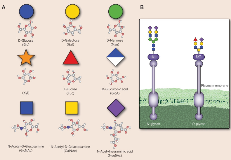 Figure 1. Sugar building blocks of human cell-surface immune markers. The sugar moieties shown in A are common carbohydrate components of cell-surface molecules, including sialoglycans, in humans, some of which serve as immune markers. The composition, branching anomeric form, and linkage lead to a diversity of molecules, with Neu5Ac often being the sialic acid moiety in the outermost position and playing a key role in the interaction between cells. B shows an example of an N-linked glycan in which glycosylation occurs at an asparagine residue (N) and an O-glycan in which glycosylation occurs at a serine or threonine residue (S/T). Sialic acids other than Neu5Ac including O-acetylated-Neu5Ac or Neu5Gc can be sometimes found in cancer.