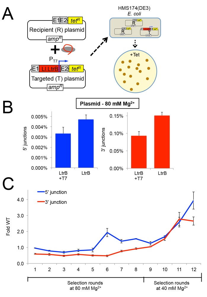 Fig 6