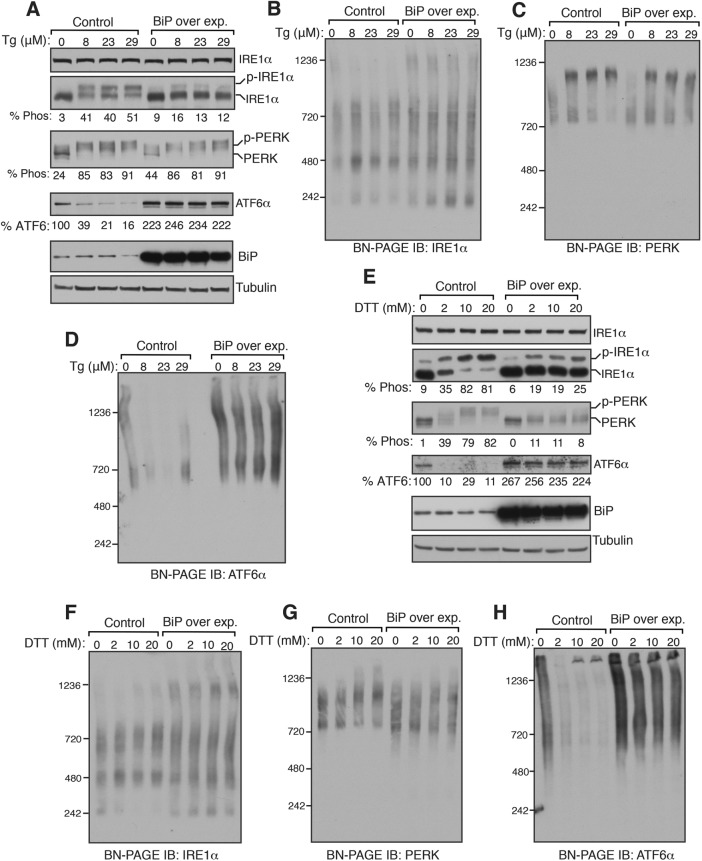 FIGURE 5: