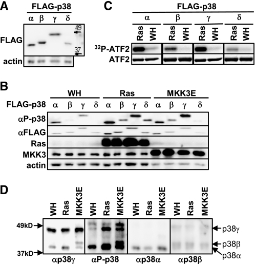 FIGURE 1.