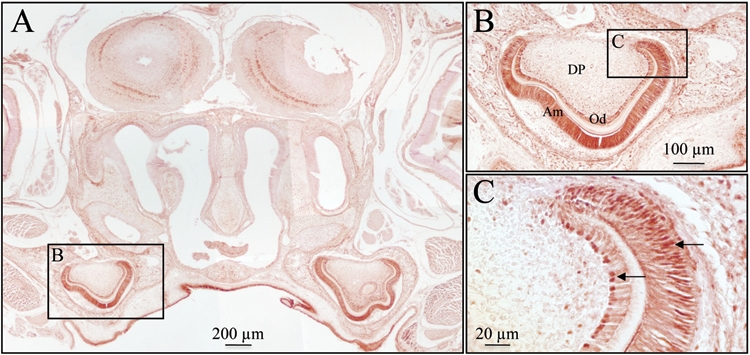 Figure 7.