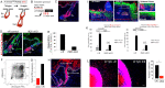 FIGURE 7: