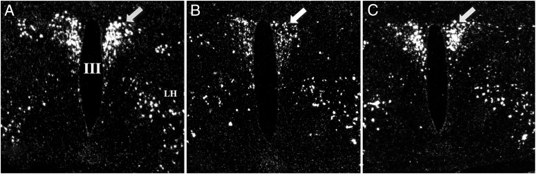 Figure 11.