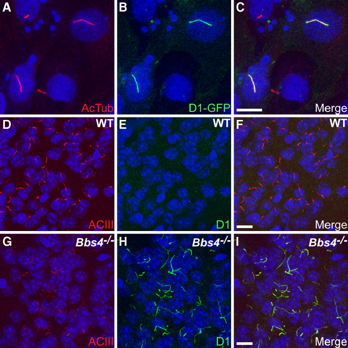 Fig. 1a–i