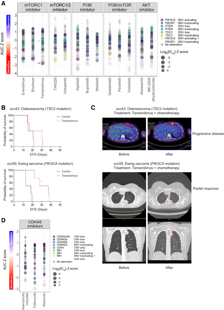 Figure 5. Sensitivity to mTORC1 and CDK4/6 inhibitors is not predicted by clinically applied predictive biomarkers. A, Dot plots of the AUC Z scores of PI3K-AKT-mTOR inhibitors for samples with (colored) and without (gray) bona fide genomic alterations in PI3K–AKT–mTOR signaling. Arrows indicate the sarcoma samples harboring a TSC2 mutation (green arrow; average sensitivity to temsirolimus) and a PIK3CA mutation (purple arrow; high sensitivity to temsirolimus) used for in vivo and clinical validation in B and C, respectively. B, In vivo effects of temsirolimus on EFS in matching sarcoma PDX models for the two sarcoma samples indicated in A (N = 4 mice/treatment arm). C, Observed responses for temsirolimus addition to backbone chemotherapy (irinotecan plus temozolomide) in matching sarcoma patients. Top images, 18F-FDG PET/CT images demonstrating progressive disease in the anterior chest wall of the patient with a TSC2-mutated osteosarcoma. Bottom images, computed tomography (CT) scans of the chest demonstrating partial regression of pleural metastases in the patient with a PIK3CA-mutated Ewing sarcoma. D, Dot plots of CDK4/6 inhibitors for samples with (colored) and without (gray) bona fide genomic alterations in cell-cycle regulation. Dot sizes in A and D indicate log2[IC50] Z score values. *, P < 0.05.