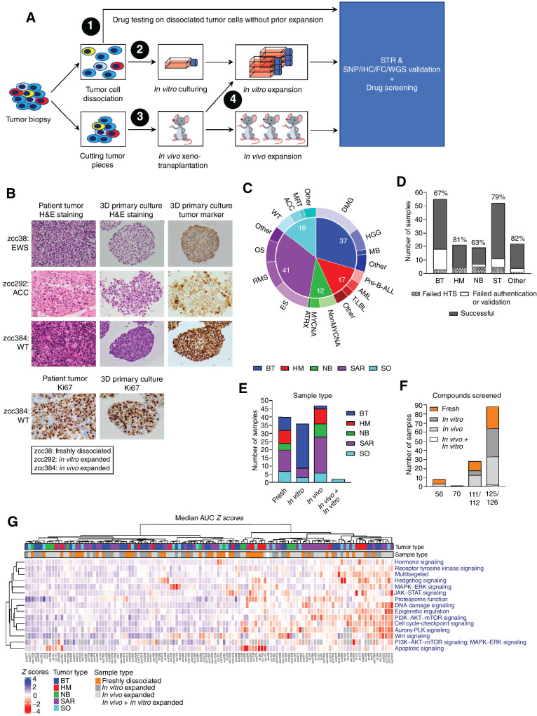 Figure 1. Drug response profiles are independent of tumor cell expansion. A, Workflow for in vitro HTS on tumor cells derived from patients enrolled in the ZERO childhood cancer precision medicine program. HTS is performed on freshly dissociated tumor cells or tumor cells expanded by in vitro culturing and/or in vivo growth. Samples are authenticated by STR profiling and validated by at least one of the following methods: SNP array, IHC, flow cytometry (FC) or, for screens on freshly dissociated tumor cells only, WGS. B, Hematoxylin and eosin (H&E) staining of representative patient tumor samples (left) and matching 3D primary cultures (middle), and IHC of tumor markers in the 3D primary cultures (right). Tumor markers used: CD99 for Ewing sarcoma sample zcc38, inhibin for adrenocortical carcinoma (ACC) sample zcc292, and WT1 for Wilms tumor (WT) sample zcc384. Bottom images show Ki67 staining results for matching tumor biopsy and 3D primary culture of WT zcc384. C, Cancer types and subtypes with successful in vitro HTS (N = 125). D, Number of patient-derived samples for main types of pediatric cancer that underwent in vitro HTS. Percentages indicate samples for which HTS, authentication by STR profiling and validation by SNP array profiling, IHC, flow cytometry, or WGS was successful. E, Successful in vitro HTS on freshly dissociated and expanded samples highlighted by cancer types. F, Number of samples screened by different sized libraries and the associated methodology used to generate the samples for HTS (i.e., fresh dissociation of tumor cells or in vitro and/or in vivo expansion of tumor cells). G, Heatmap of the targeted drug response profiles across the 125-sample cohort. Drug response profiles were established by calculating the median AUC Z scores for targeted drugs grouped according to MOA. Median AUC Z scores are represented by a color scale from blue (resistant) to red (sensitive). MOAs and tumor samples are ordered by unsupervised hierarchical clustering. Top annotations indicate tumor type and type of sample. Tumor type key: brain tumors (BT), hematologic malignancies (HM), neuroblastoma (NB), sarcoma tumors (SAR), solid other (SO). Cancer subtype key: diffuse midline glioma (DMG), high-grade glioma (HGG), medulloblastoma (MB), B-precursor acute lymphoblastic leukemia (Pre-B-ALL), acute myeloid leukemia (AML), T-lymphoblastic leukemia (T-LBL), non-MYCN-amplified (NonMYCNA), MYCN-amplified (MYCNA), alpha thalassemia/mental retardation syndrome X-linked (ATRX), Ewing sarcoma (ES), rhabdomyosarcoma (RMS), osteosarcoma (OS), Wilms tumor (WT), adrenocortical carcinoma (ACC), malignant rhabdoid tumor (MRT).