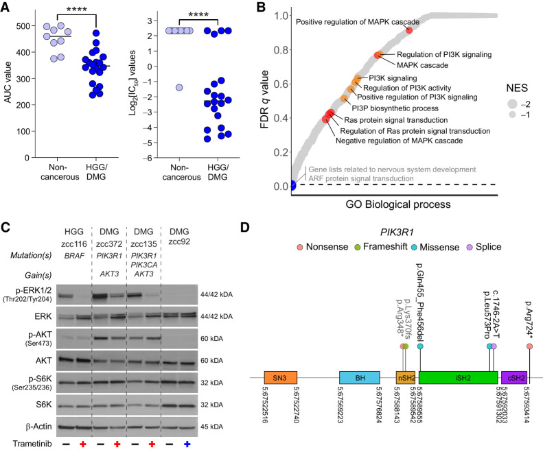 Figure 7. PIK3R1 mutations predict sensitivity in pediatric HGG and DMG samples to MEK inhibition. A, Trametinib AUC (left) and log2[IC50] (right) values for noncancerous brain samples versus pediatric HGG and DMG samples without bona fide alterations in RAS–MAPK signaling. Horizontal lines represent median values. B, GSEA of MSigDB GO:BP gene sets on the genes positively correlated with trametinib sensitivity (NES < 0). Dot size indicates NES and dots above the dotted line (FDR q value > 0.01) are not significant. Biological processes associated with RAS–MAPK and PI3K signaling are highlighted in red and orange, respectively. C, Activation status of RAS–MAPK and PI3K signaling pathways in trametinib-sensitive DMG samples zcc372 and zcc135 harboring a PIK3R1 mutation. DMG sample zcc135 harbors an additional activating mutation in PIK3CA and both DMG samples zcc372 and zcc135 harbor gain of AKT3. RAS–MAPK and PI3K pathway activation was established after 40-minute treatment with DMSO (= baseline levels) or 50 nmol/L trametinib by Western blot analysis of phosphorylated and total levels of ERK1/2 and AKT and S6K, respectively. Trametinib-sensitive DMG sample zcc116 harboring a BRAF V600E mutation and trametinib-insensitive DMG sample zcc92 without bona fide alterations in RAS–MAPK or PI3K signaling have been included as controls. β-Actin was used as loading control. The color of the crosses indicates the sensitivity of the sample to trametinib. Red, sensitive; blue, insensitive. D, Lollipop diagram of the PIK3R1 mutations in brain tumors in our cohort (indicated in black) that are associated with trametinib sensitivity. nSH2 domain mutations associated with neomorphic-activated RAS–MAPK signaling and increased sensitivity to MEK inhibition are indicated in gray. Genome coordinates are in hg19.