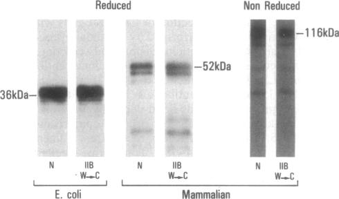 graphic file with name pnas01057-0345-a.jpg