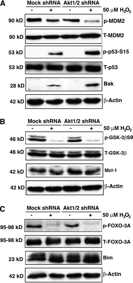 FIG. 13.