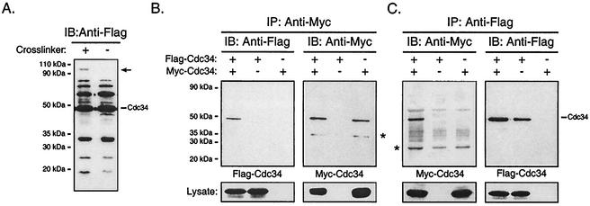 FIG. 1.