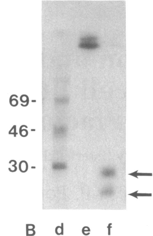 graphic file with name pnas00278-0214-a.jpg