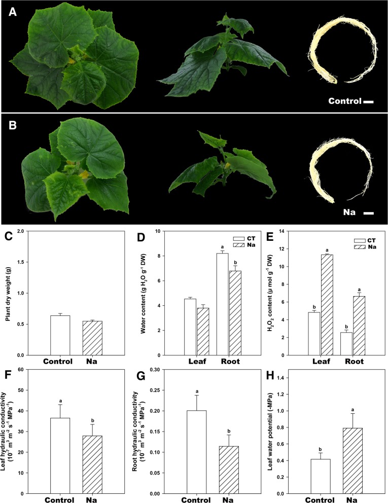 Fig. 8