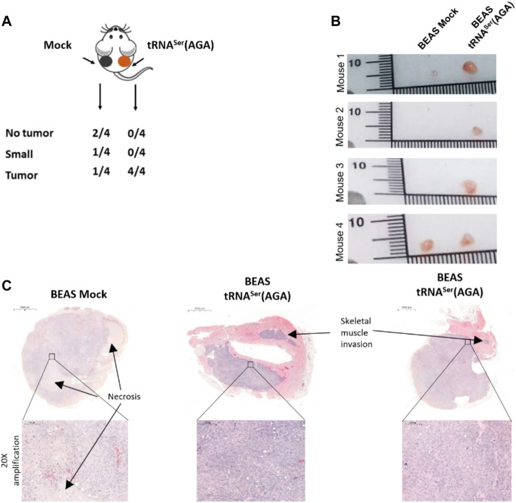 FIGURE 4