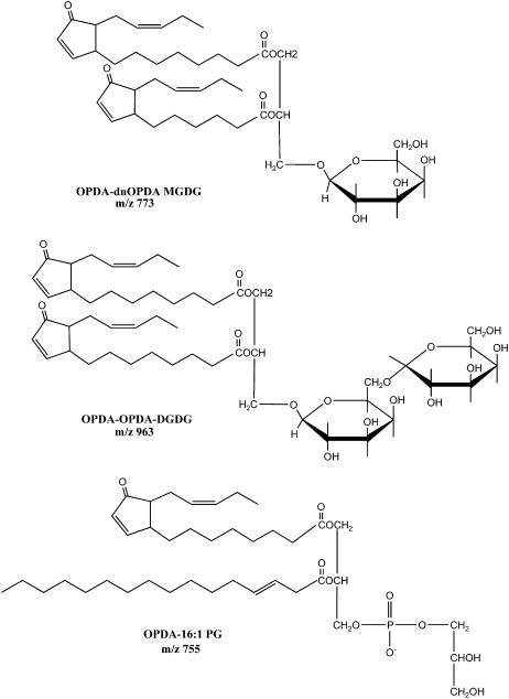 Figure 5.