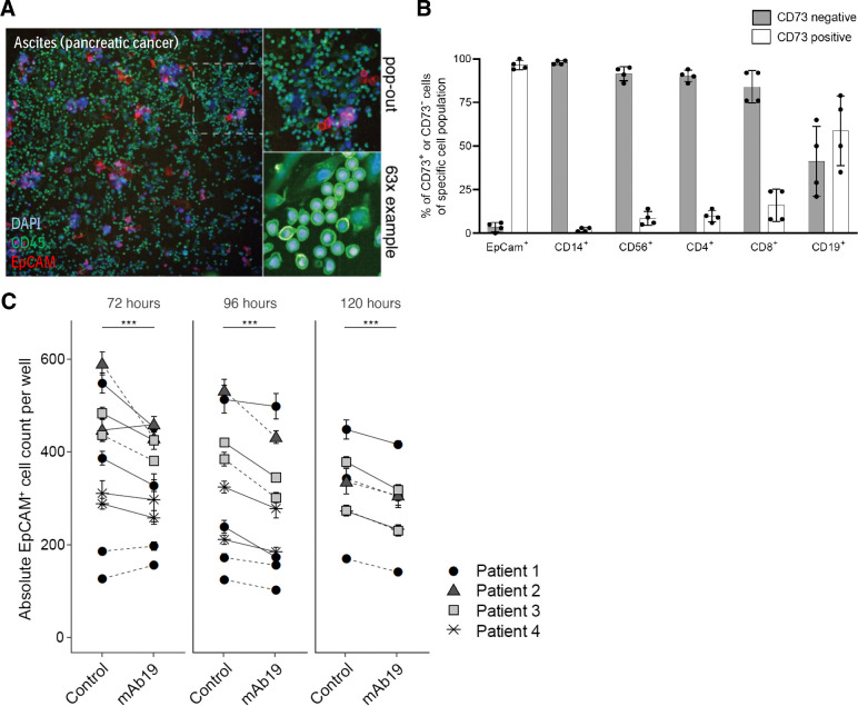 Figure 3. mAb19 reduced cancer cell numbers ex vivo in human ascites or pleural effusion samples. A, Example images of an ascites sample from a pancreatic cancer patient. Cells were stained with DAPI, CD45 and EpCAM. B, CD73 expression on EpCAM+, CD14+, CD56+, CD4+, CD8+, and CD19+ cells analyzed by flow cytometry in n = 4 samples, mean with SD over all samples shown. C, Absolute EpCAM+ cell numbers of 1 μg/mL mAb19 versus control (media control in solid lines or 1 μg/mL isotype control in dotted lines) treated ascites or pleural effusion samples from n = 4 patients with pancreatic cancer determined by high-throughput imaging and subsequent single-cell image analysis, incubated for indicated timepoints. Each donor was tested in multiple experimental replicates, each consisting of technical replicates. Mean and SE of EpCAM+ cell counts are shown; significance (generalized linear model) of difference between treatment and control groups at each timepoint is indicated by asterisks; ***, P < 0.001.