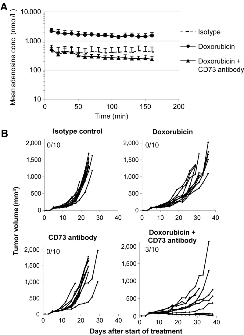 Figure 5. Elevated intratumoral adenosine levels in vivo upon treatment with chemotherapy can be reversed by co-administration of a CD73 antibody. A, Modulation of extracellular tumoral adenosine levels as direct target engagement PD biomarker can be measured in vivo by microdialysis. C57BL/6NTac female mice were injected with MC38hCD73_65 cells subcutaneously. Tumor-bearing mice were treated with doxorubicine (1.5 mg/kg; i.v.), doxorubicin (1.5 mg/kg; i.v.) plus CD73 comparator antibody (30 mg/kg; i.p.) or with the corresponding isotype control. A total of 48 hours after treatment, intratumoral adenosine levels were measured by microdialysis. B, C57BL/6NTac female mice were injected with MC38hCD73_65 cells subcutaneously. Three days after tumor cell injection, treatment with the CD73 comparator antibody (every 3 or 4 days at a dose of 10 mg/kg; i.p.), doxorubicin (every 7 days at a dose of 1.5 mg/kg; i.v.), the combination thereof or with isotype control was started. Tumor diameters were measured three times per week. Shown are tumor volumes of individual tumors as well as the number of complete responses (left top corner of each graph).