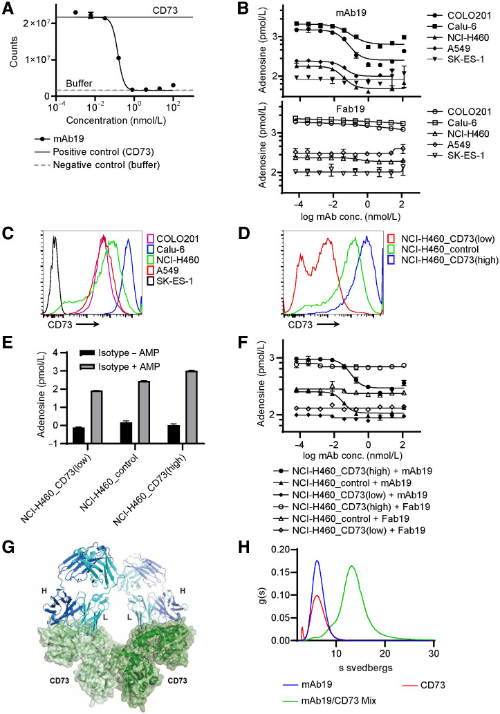 Figure 1. mAb19 is a CD73 antagonist with distinct binding properties. A, The activity of human recombinant CD73 was measured in a luciferase-based assay in the presence of mAb19. Positive control: recombinant CD73; negative control: buffer only. The data shown represent mean ± SD of two biological replicates. B, Inhibition of adenosine formation was determined using COLO201, Calu6, NCI-H460, A549, or SK-ES-1 cells in the presence of AMP and mAb19 (top) or the Fab fragment of mAb19 (Fab19, bottom). Adenosine was quantified by HPLC MS-MS. The data shown represent mean ± SD of two biological replicates. C, Expression of CD73 in COLO201, Calu6, NCI-H460, A549, or SK-ES-1 by FACS. D, Expression of CD73 in NCI-H460_CD73(high), NCI-H460_control, and NCI-H460_CD73(low) cells by FACS. E, Isogenic cell lines NCI-H460_CD73(low), NCI-H460_control and NCI-H460_CD73(high) were treated with isotype control in the presence or absence of AMP. Adenosine was quantified by HPLC MS-MS. The data shown represent mean ± SD of two biological replicates. F, As in B, using the isogenic cell lines NCI-H460_CD73(low), NCI-H460_control, and NCI-H460_CD73(high). G, Crystal structure of CD73 in complex with the Fab fragment of mAb19. The Fab fragment of mAb19 is shown in ribbon representation with the light and heavy chain of the Fab fragment shown in cyan and blue, respectively. The monomers of the CD73 dimer are shown in ribbon representation with transparent surface light and dark green. H, AUC was performed for CD73 only, mAb19 only, or the mixture of CD73 and mAb19.