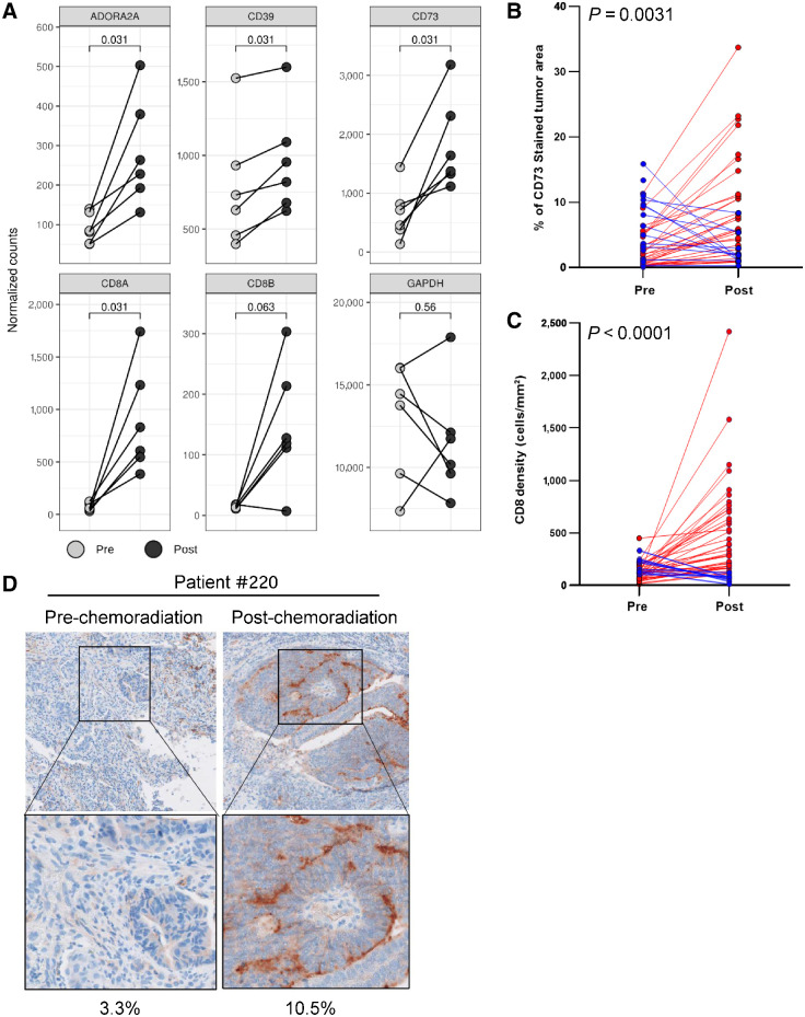 Figure 6. Pathway upregulation after chemoradiation in rectal cancer. A, Tumor biopsies were collected from patients with rectal cancer before chemoradiation as well as a surgery sample after chemoradiation. Six paired samples pre- and post-chemoradiation were analyzed by NanoString for genes involved in the adenosine pathway with GAPDH as control. Significance was calculated using a Wilcoxon paired t test. Pre: pre-chemoradiation; Post: post-chemoradiation. A total of 50 paired samples were analyzed for CD73 (B) or CD8 (C) by IHC. Significance was calculated using a Wilcoxon paired t test. Samples with an increase in signal post-chemoradiation are shown in red, samples with a decrease in signal post-chemoradiation are shown in blue. D, CD73 analysis by IHC for patient 220 pre- and post-chemoradiation. Percent CD73-positive tumor area is indicated below.