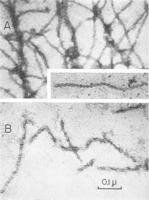 graphic file with name pnas00146-0170-a.jpg