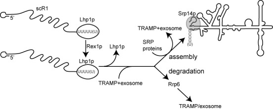 Figure 7.